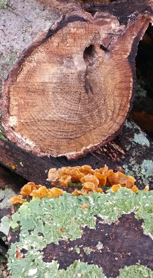 lichens with logs and rock