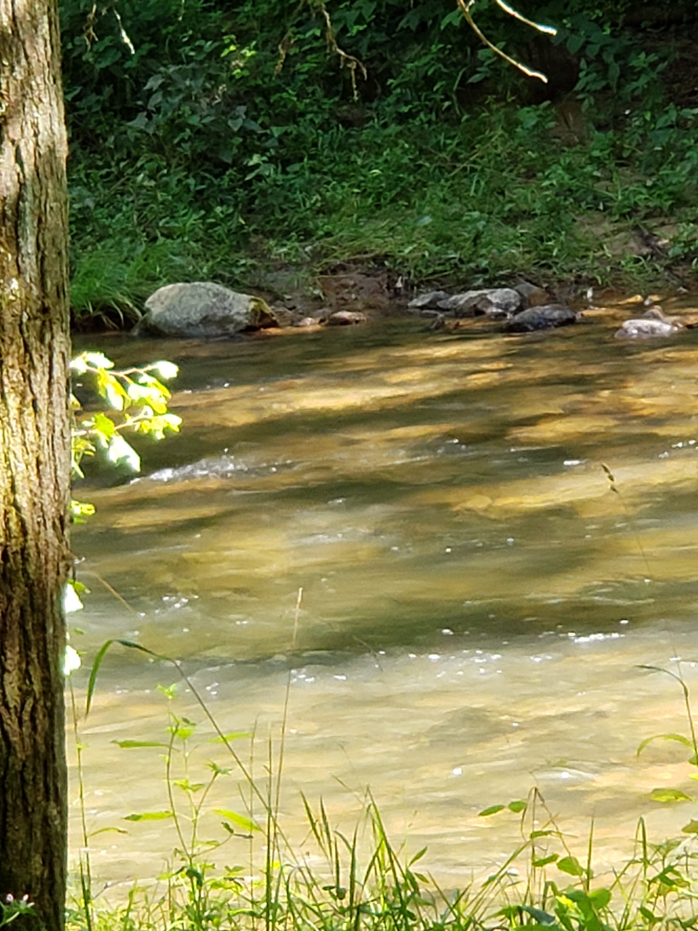 Creek at Watauga