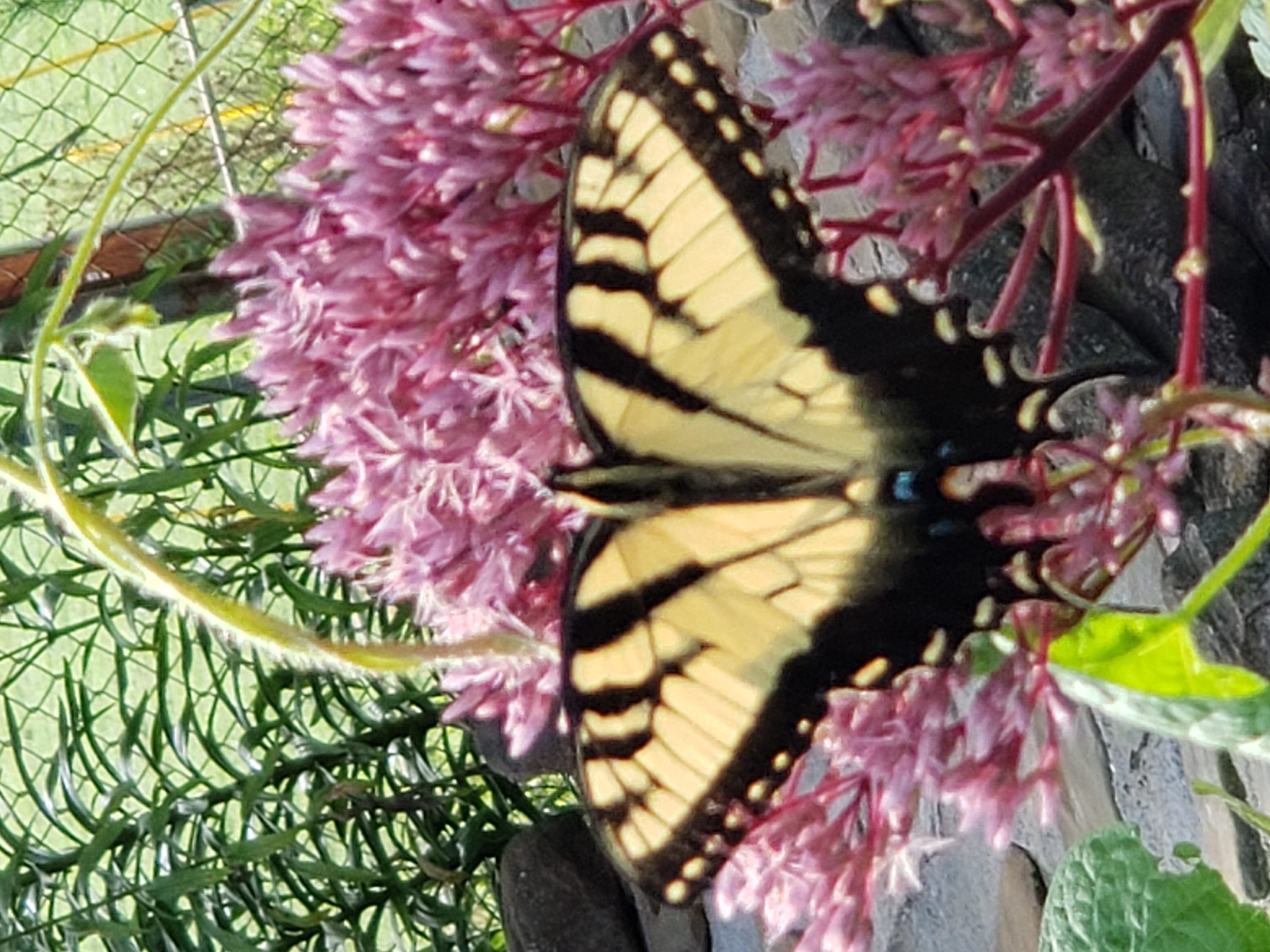 Yellow Monarch Butterfly 