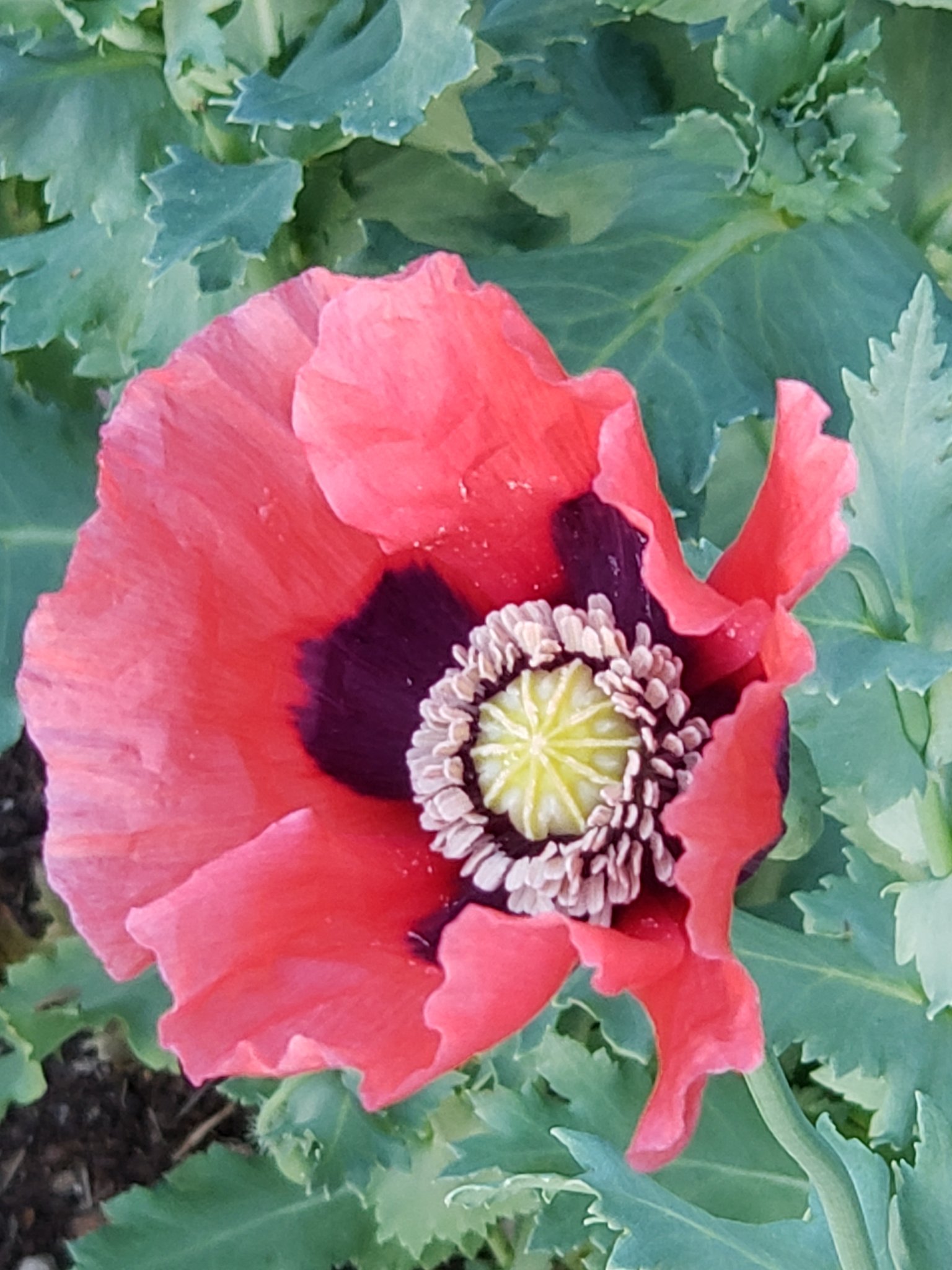 Poppy