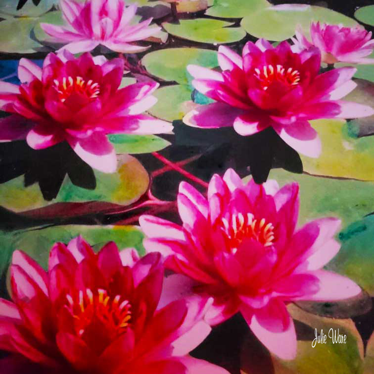 Water Lilies