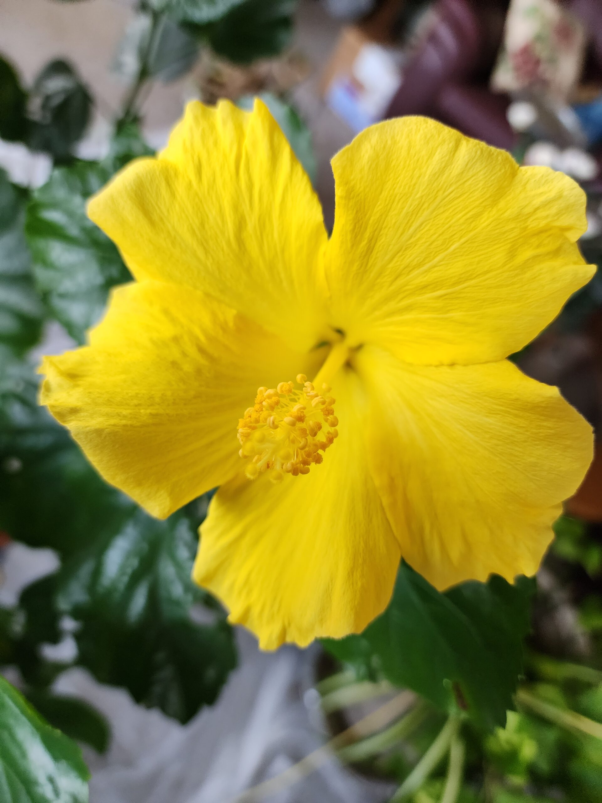 Yellow Hibiscus