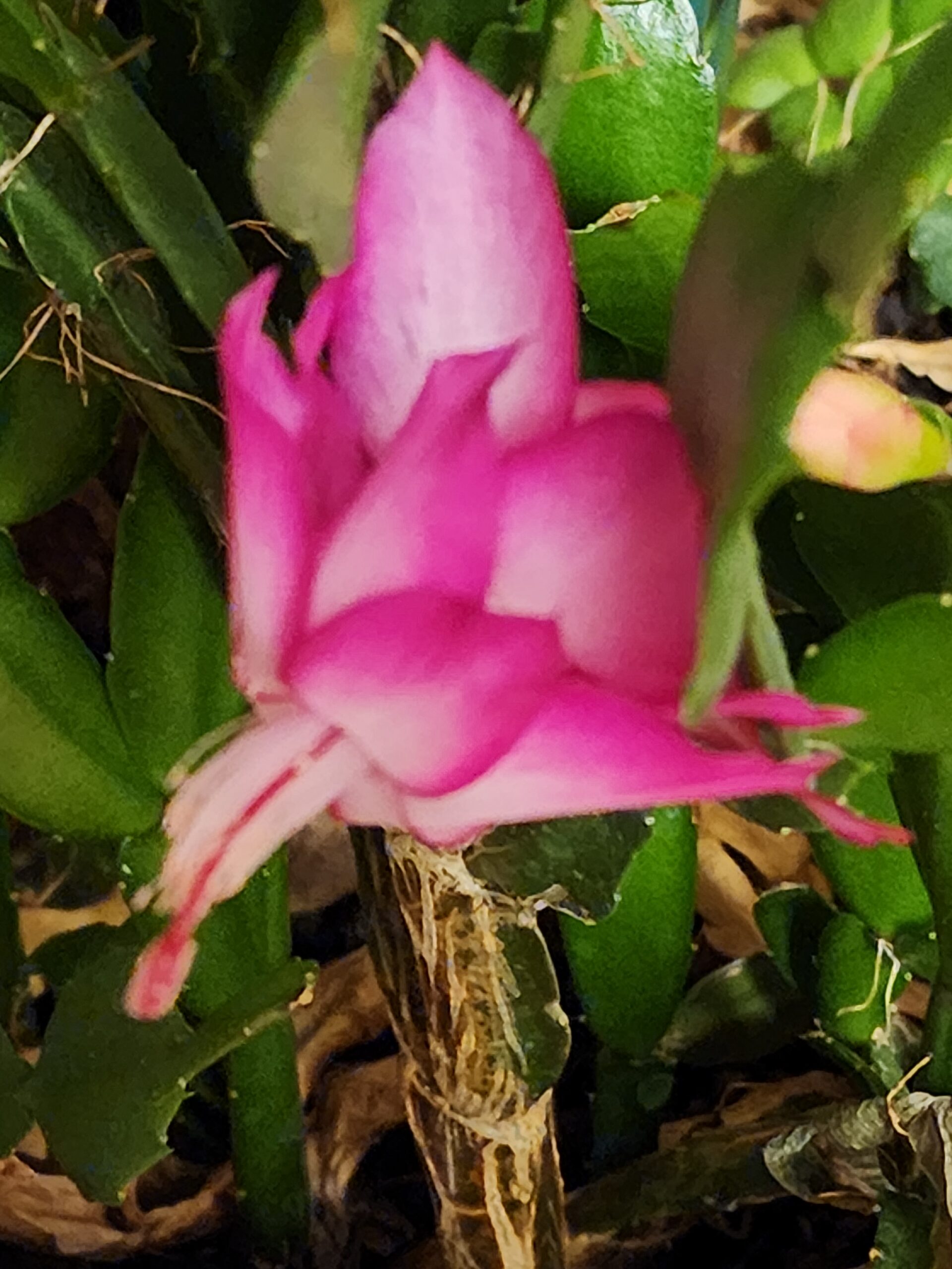 Thanksgiving Cactus