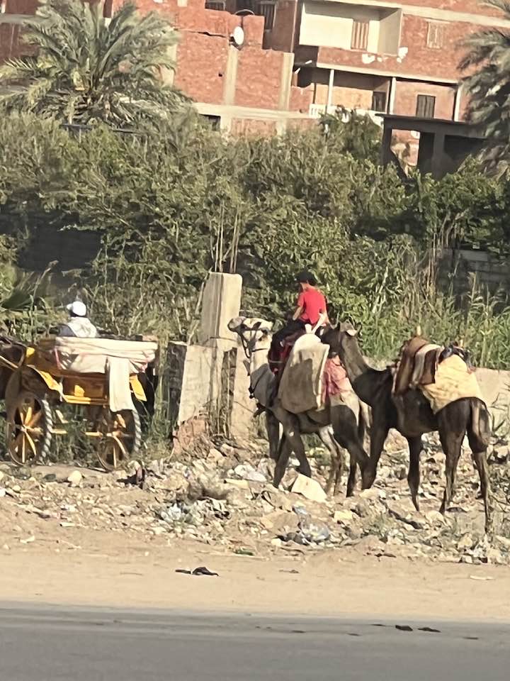 Scenes from Cairo - 4