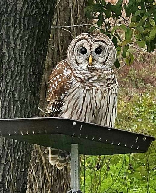 Lowell's Owl 12-2-2023