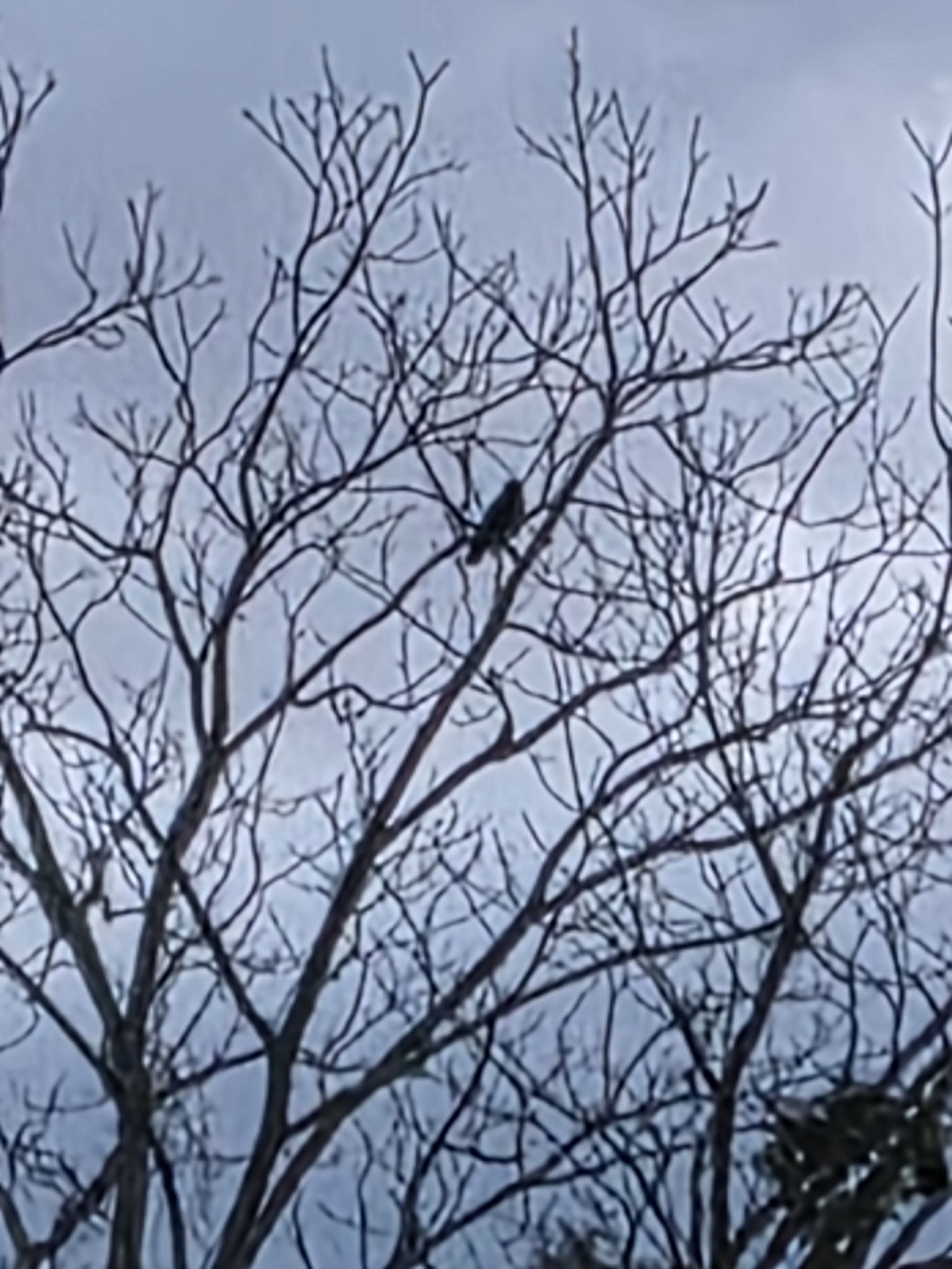 Our Raven - Running the Race